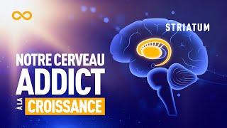 STRIATUM : PARTIE DU CERVEAU ADDICT À LA CROISSANCE