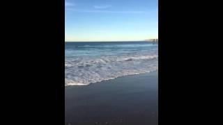 Sea Lion Surfing The Waves in Marina del Rey November 25, 2014