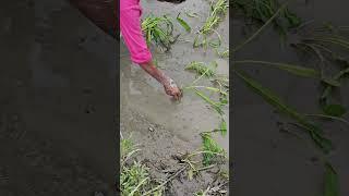 Grow organic water spinach