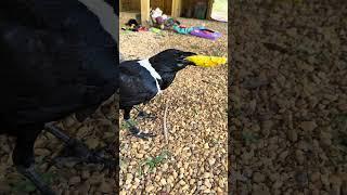 Chatty Crow