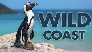 Wild Atlantic Coast of Namibia | Full Episode