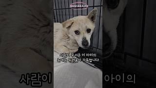 사람이 무서운 작고 여린 아이 #하남시보호소_미소