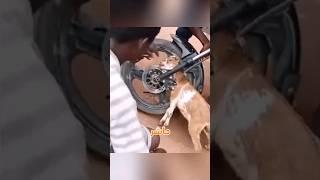 حيوانات طلبت المساعده من البشر
