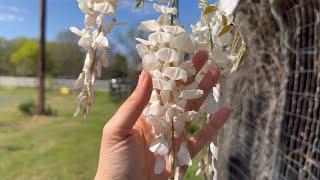 "Beginner's Guide to Seed Saving and Growing White Wisteria: Easy Tips for Beautiful Blooms!"