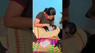 feeding 15 days German shepherd puppies