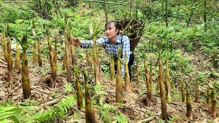 Harvest small bamboo shoots and sell them at the market - Take care of the pet | Tương Thị Mai