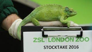 Animals out for the count at ZSL London Zoo