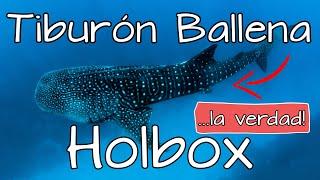 Tiburón Ballena Holbox Temporada 2021  Tienes que saber esto!  Tour Tiburón Ballena Cancún! 