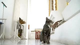 VideoVault Stock Video: Cat running through the apartment