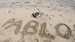 Pablo's First Time at the Beach! (He can swim!?)