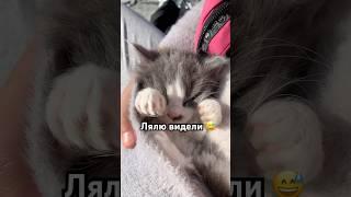 Ляля Феликта #cat