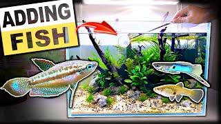 Adding Fish & Shrimp To Sparkling Gourami Aquarium | MD Fish Tanks