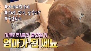 강아지 출산, 쎄뇨 엄마되다. (아메리칸불리 americanbully)