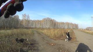 Перцовый баллончик против Собак -20 Перец. Pepper spray vs dogs. велосипедист #406