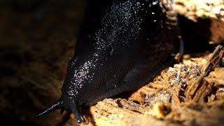 European Black Slug