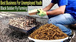 Black Soldier Fly Farming - How to Start Business Black Soldier Fly Larvae Farming - Business Ideas