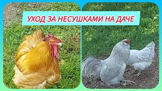 УХОД ЗА КУРАМИ НЕСУШКАМИ В ДОМАШНИХ УСЛОВИЯХ | МОМЕНТЫ СЕЛЬСКОЙ ЖИЗНИ | ПРОДОЛЖАЮ ТЕПЛИЧНЫЕ РАБОТЫ