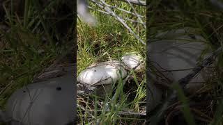 выезд за грибами 19 04 2025 #грибы #белыйгриб