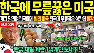 [해외감동사연] 계란 한알에 천원? 한국 호구로 보던 미국이 무릎꿇은 상황에 전세계 경악