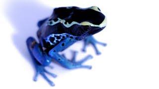 Species Spotlight Ep. 2 - Dendrobates tinctorius 'Powder Blue"