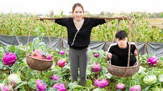 Harvesting Kohlrabi Go to the market to sell - Delicious and flavorful mixed rice recipe