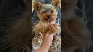 So sweet mini Yorkie