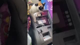 Rebel Cat #funny #cat #funnyanimal #funnycat