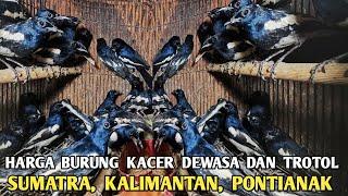 HARGA BURUNG KACER DEWASA, TROTOL, PONTIANAK, SUMATRA, KALIMANTAN PASAR BURUNG PRAMUKA