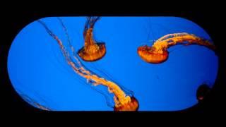 Steinhart Aquarium | California Academy of Sciences