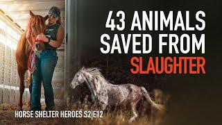 Horse Shelter Heroes | S2E12 | Full Episode