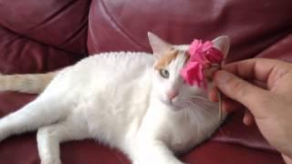 Flower cat attempt