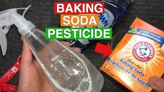 Baking Soda as Pesticide | Powerful Organic Pesticide | Baking Soda in the Garden