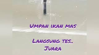 Umpan ikan mas pelet jitu langsung tes esen oplosan ojil fishing