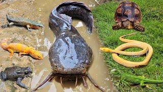 Catch monster catfish in the hole there are ornamental fish, koi fish, snakehead fish, turtles, eels