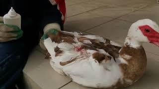 Выходной у Ирины ! Лечим утку . Собираем яйца  по всему двору !!!