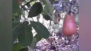 Jambu mete di kebun pegunungan