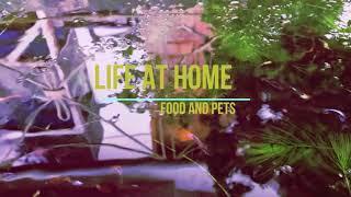 Life at Home with Food and Pets