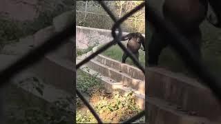 #reels #shorts #youtubeshorts #reel #ytshorts #chimpanzee #zoo #india #instagram