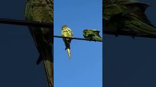 Two parrots free ￼in my neighborhood!  #Florida #Wildbirds ￼￼