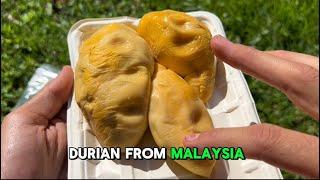 Tasting 6 Rare Durians: Unbelievable Flavors from Penang, Malaysia – You Have to Try This!