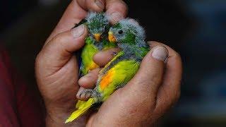 Top 10 RAREST Birds on Earth!!