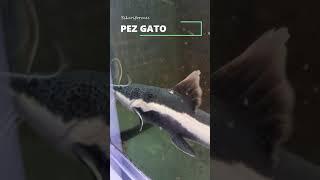 PEZ GATO | Siluriformes | Especialidad Higienizar las profundidas de los ACUARIOS | ACUARIOFILIA