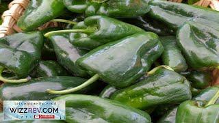 Pepper (Hot) Poblano  – Seeds Review