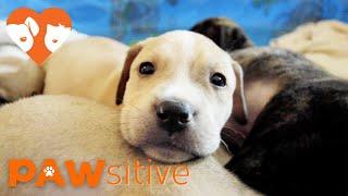 10 Puppies Orphaned After Losing Mom Are Hand-Raised by Rescuers | PAWsitive 