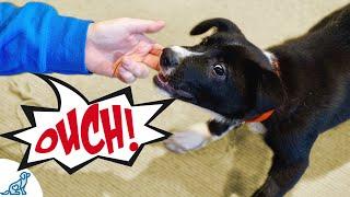 Use These Tips To Stop Your Puppy From Biting Your Hands