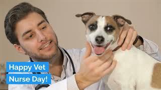 Happy National Vet Nurse Day From Responsible Pet Breeders Australia - RPBA