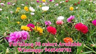 Portulaca 30 colors for sale online - Pathumani Poovu - Moss Rose - Whatsapp : 9445450701