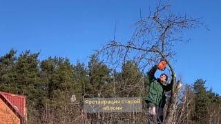 Обрезка старой яблони, реставрация Тимур/Тарапатин