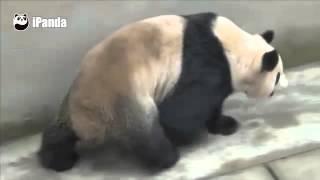 大熊猫“喜妹”自然交配实录 Documentary Panda xi mei natural mating Record