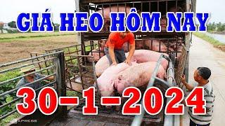 Giá Heo Hơi Hôm Nay Ngày 30/1/2024 | GIÁ HEO HƠI 3 MIỀN